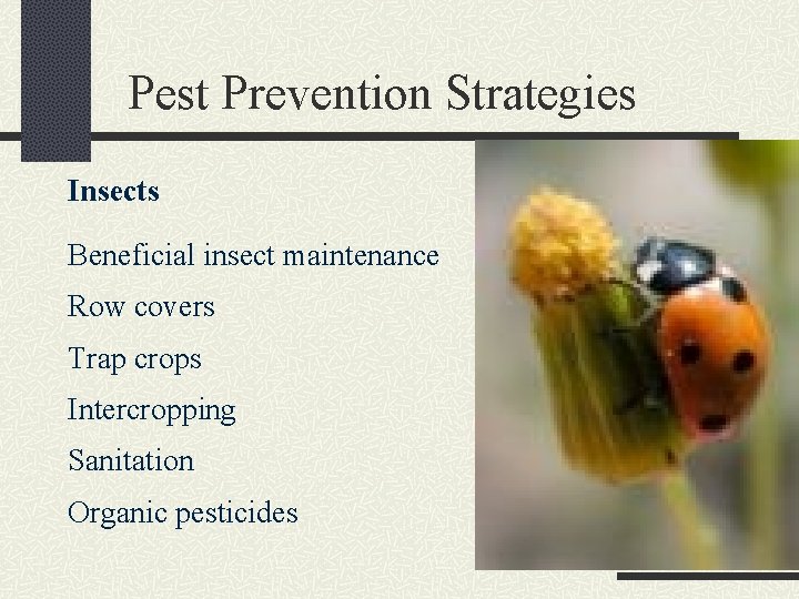 Pest Prevention Strategies Insects Beneficial insect maintenance Row covers Trap crops Intercropping Sanitation Organic