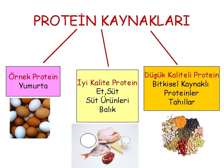 PROTEİN KAYNAKLARI Örnek Protein Yumurta Düşük Kaliteli Protein İyi Kalite Protein Bitkisel Kaynaklı Et,