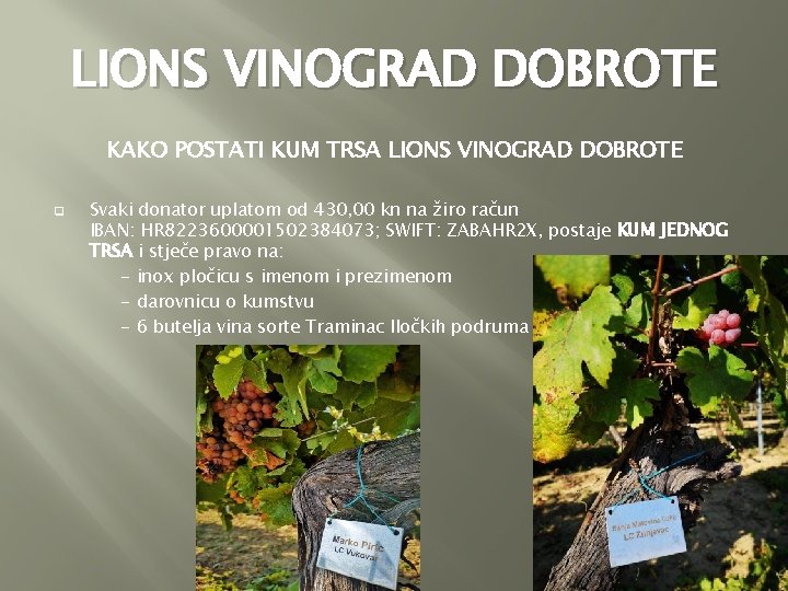 LIONS VINOGRAD DOBROTE KAKO POSTATI KUM TRSA LIONS VINOGRAD DOBROTE q Svaki donator uplatom