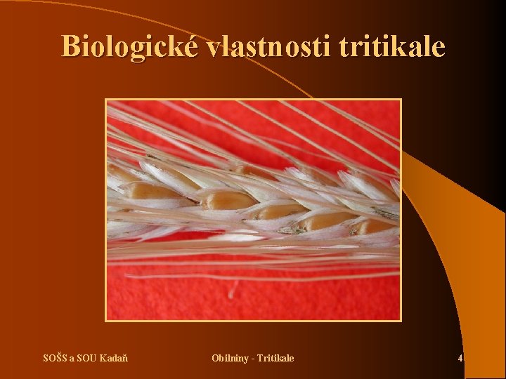 Biologické vlastnosti tritikale SOŠS a SOU Kadaň Obilniny - Tritikale 4 