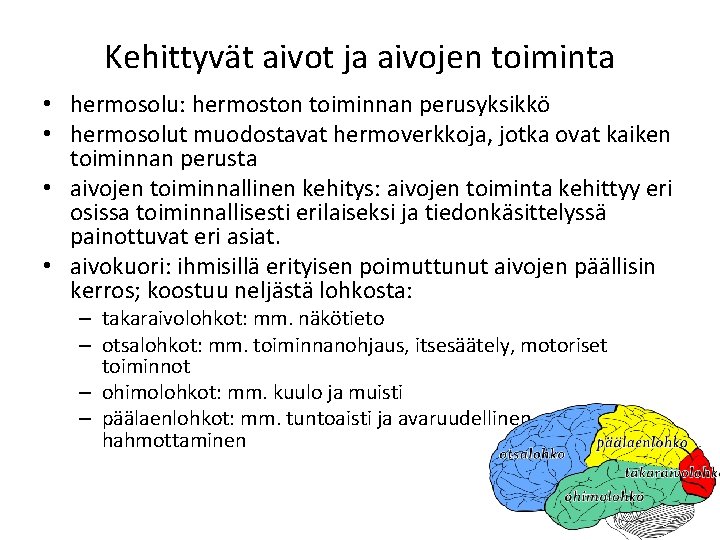 Kehittyvät aivot ja aivojen toiminta • hermosolu: hermoston toiminnan perusyksikkö • hermosolut muodostavat hermoverkkoja,