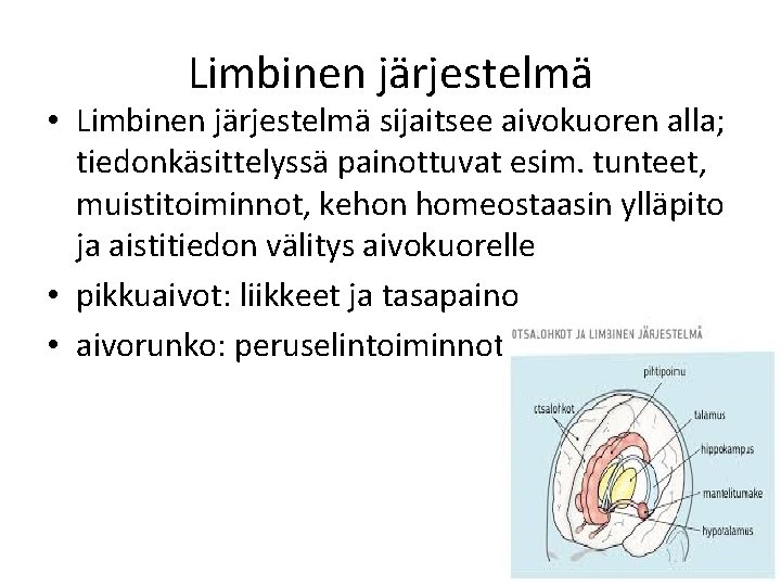 Limbinen järjestelmä • Limbinen järjestelmä sijaitsee aivokuoren alla; tiedonkäsittelyssä painottuvat esim. tunteet, muistitoiminnot, kehon