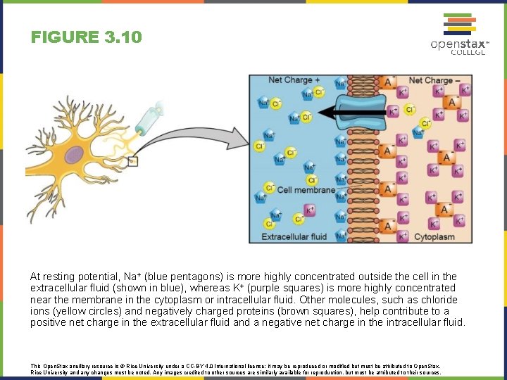 FIGURE 3. 10 At resting potential, Na+ (blue pentagons) is more highly concentrated outside