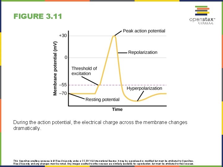 FIGURE 3. 11 During the action potential, the electrical charge across the membrane changes