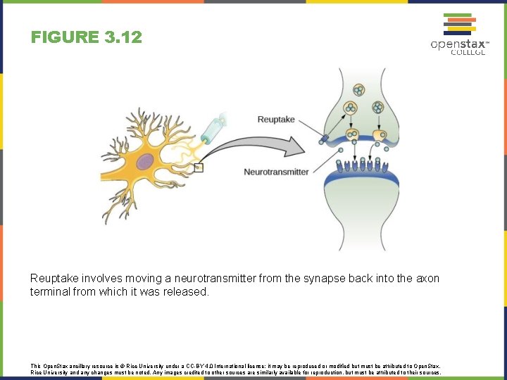 FIGURE 3. 12 Reuptake involves moving a neurotransmitter from the synapse back into the