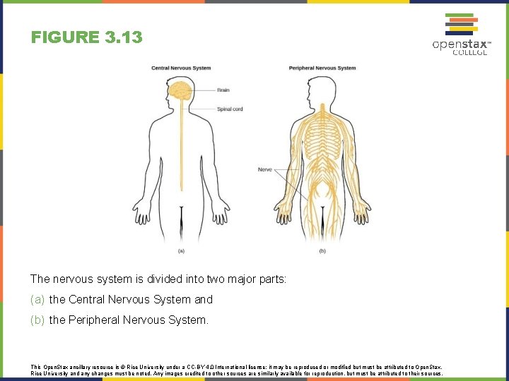 FIGURE 3. 13 The nervous system is divided into two major parts: (a) the