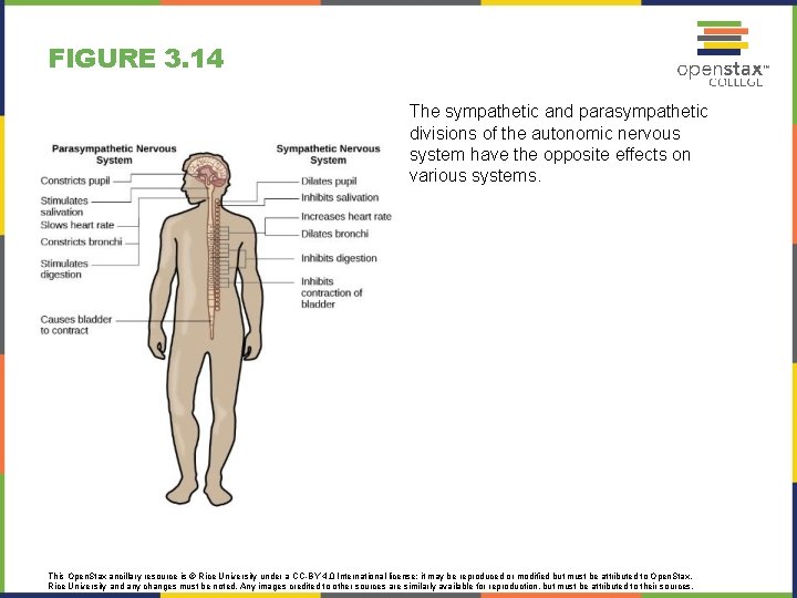 FIGURE 3. 14 The sympathetic and parasympathetic divisions of the autonomic nervous system have