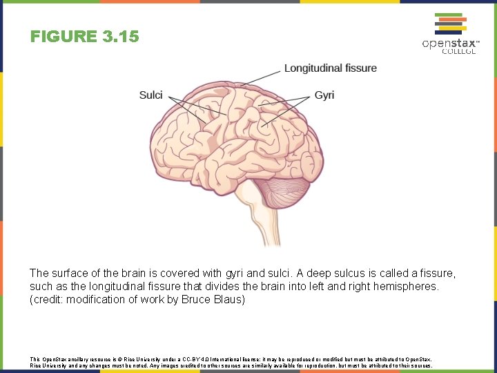 FIGURE 3. 15 The surface of the brain is covered with gyri and sulci.