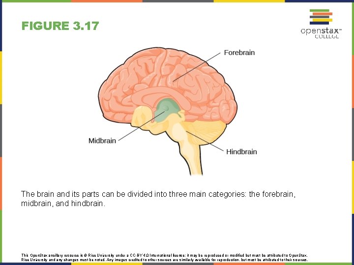 FIGURE 3. 17 The brain and its parts can be divided into three main