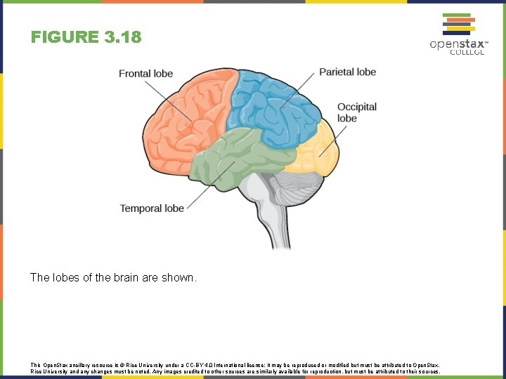 FIGURE 3. 18 The lobes of the brain are shown. This Open. Stax ancillary