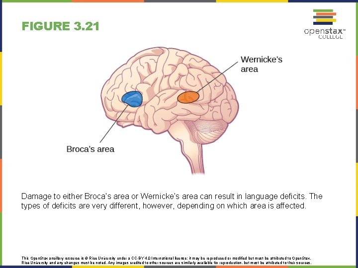FIGURE 3. 21 Damage to either Broca’s area or Wernicke’s area can result in