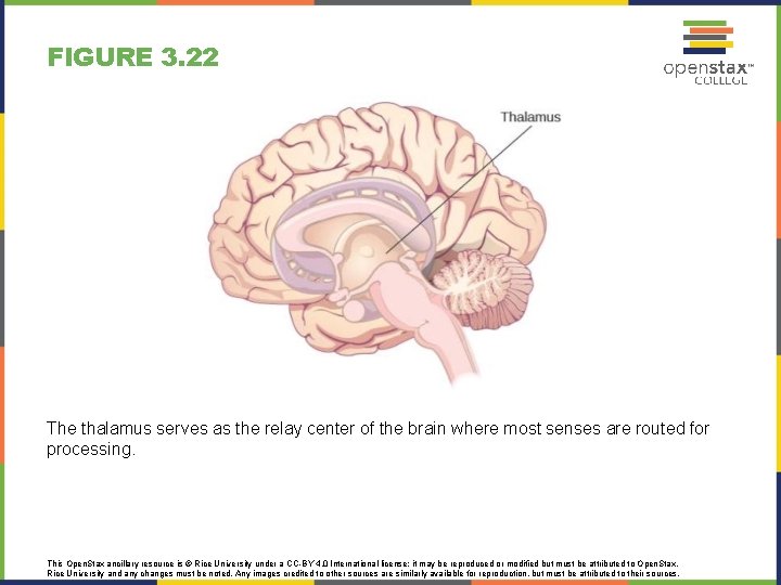 FIGURE 3. 22 The thalamus serves as the relay center of the brain where