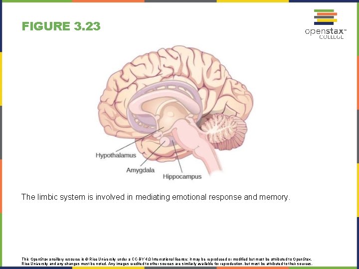 FIGURE 3. 23 The limbic system is involved in mediating emotional response and memory.