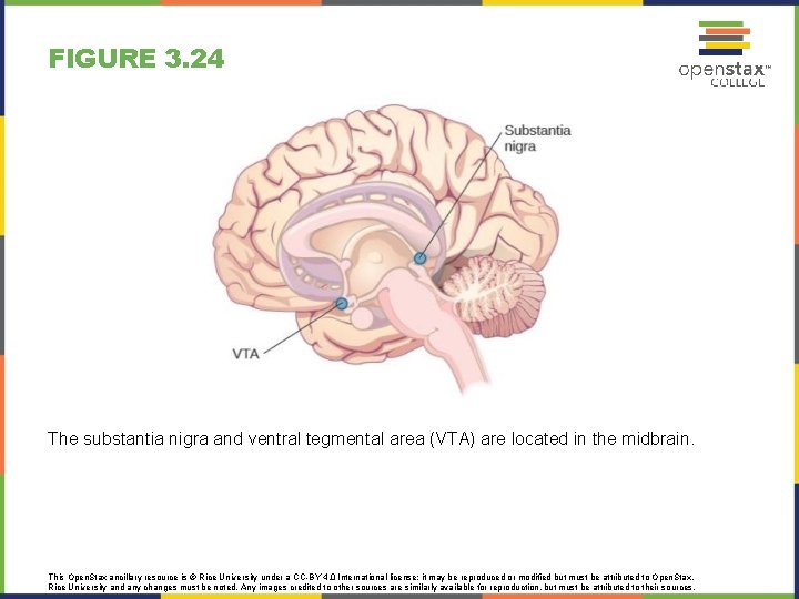 FIGURE 3. 24 The substantia nigra and ventral tegmental area (VTA) are located in