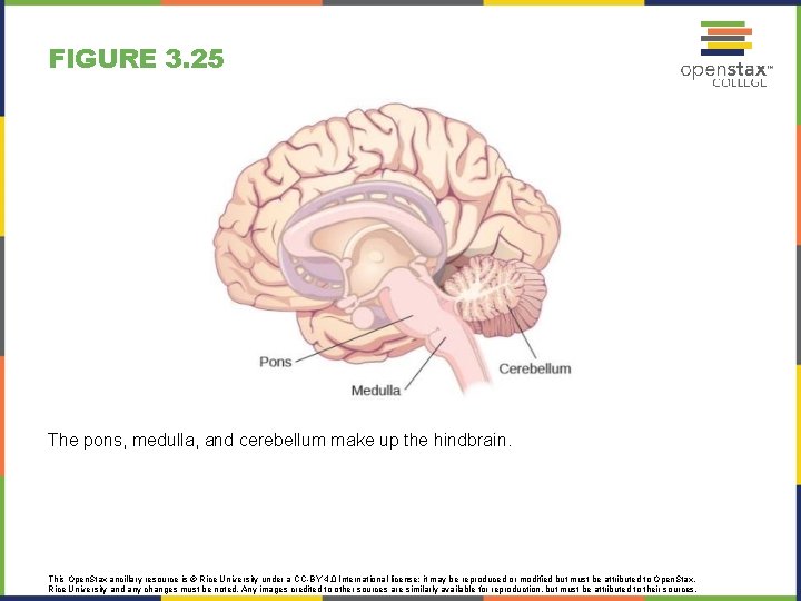 FIGURE 3. 25 The pons, medulla, and cerebellum make up the hindbrain. This Open.