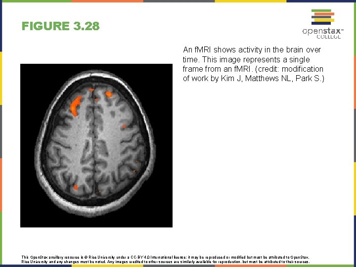 FIGURE 3. 28 An f. MRI shows activity in the brain over time. This