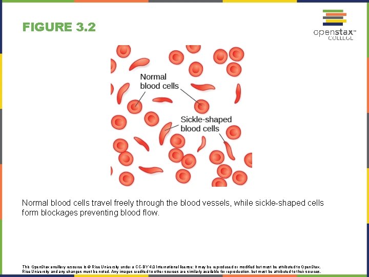 FIGURE 3. 2 Normal blood cells travel freely through the blood vessels, while sickle-shaped