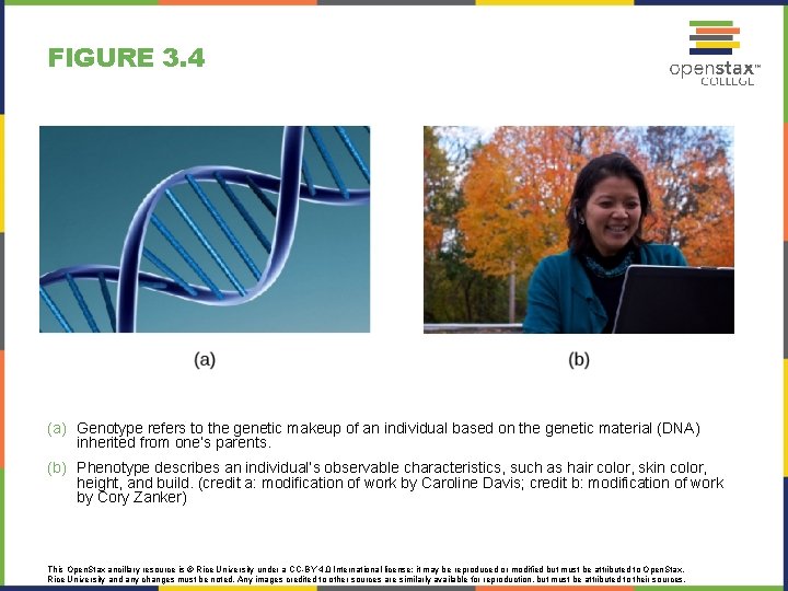 FIGURE 3. 4 (a) Genotype refers to the genetic makeup of an individual based