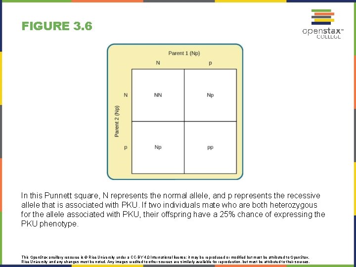 FIGURE 3. 6 In this Punnett square, N represents the normal allele, and p