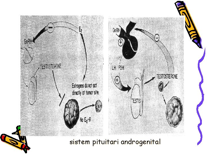 sistem pituitari androgenital 