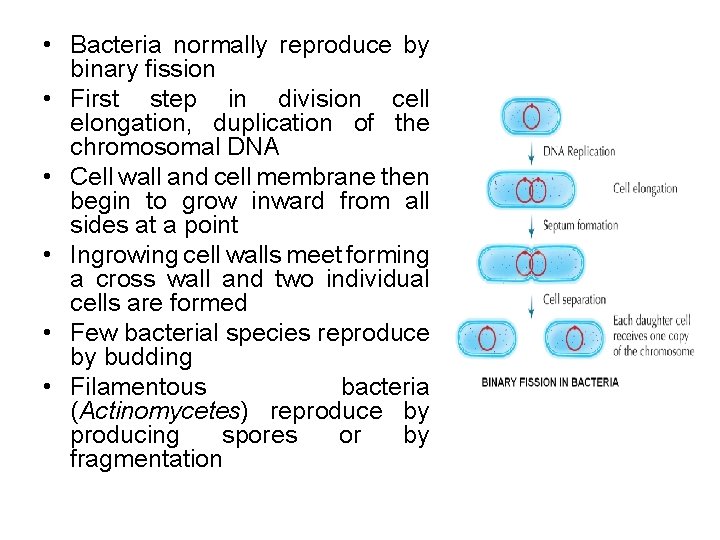  • Bacteria normally reproduce by binary fission • First step in division cell