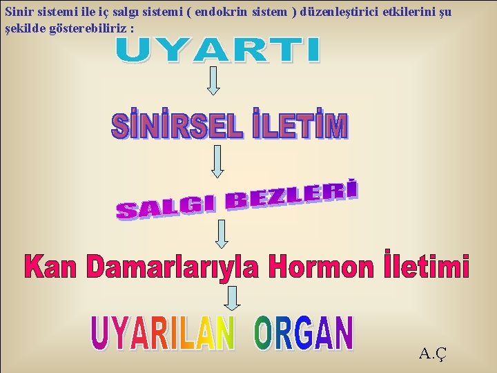 Sinir sistemi ile iç salgı sistemi ( endokrin sistem ) düzenleştirici etkilerini şu şekilde