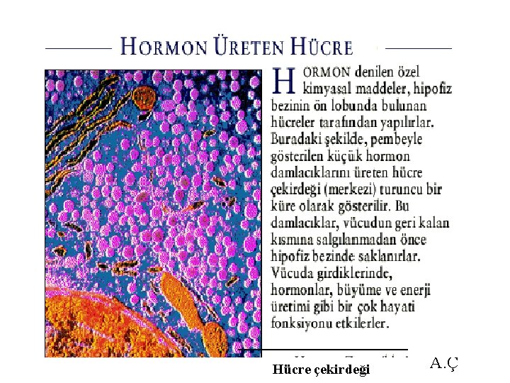 Hücre çekirdeği A. Ç 
