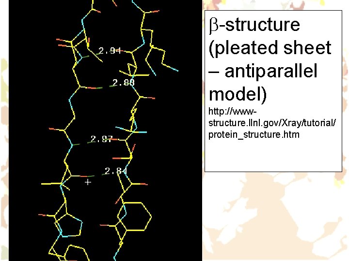 b-structure (pleated sheet – antiparallel model) http: //wwwstructure. llnl. gov/Xray/tutorial/ protein_structure. htm 