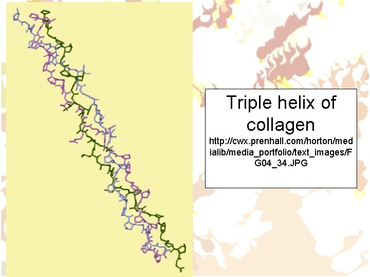 Triple helix of collagen http: //cwx. prenhall. com/horton/med ialib/media_portfolio/text_images/F G 04_34. JPG 