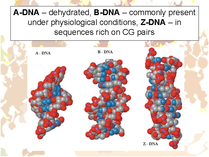 A-DNA – dehydrated, B-DNA – commonly present under physiological conditions, Z-DNA – in sequences