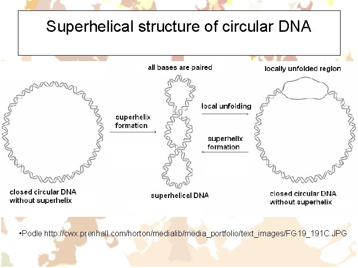 Superhelical structure of circular DNA • Podle http: //cwx. prenhall. com/horton/medialib/media_portfolio/text_images/FG 19_191 C. JPG