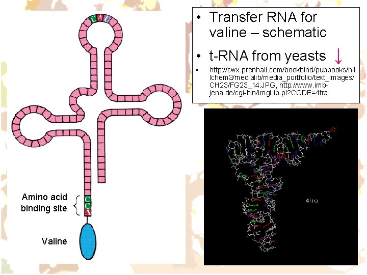  • Transfer RNA for valine – schematic • t-RNA from yeasts ↓ •