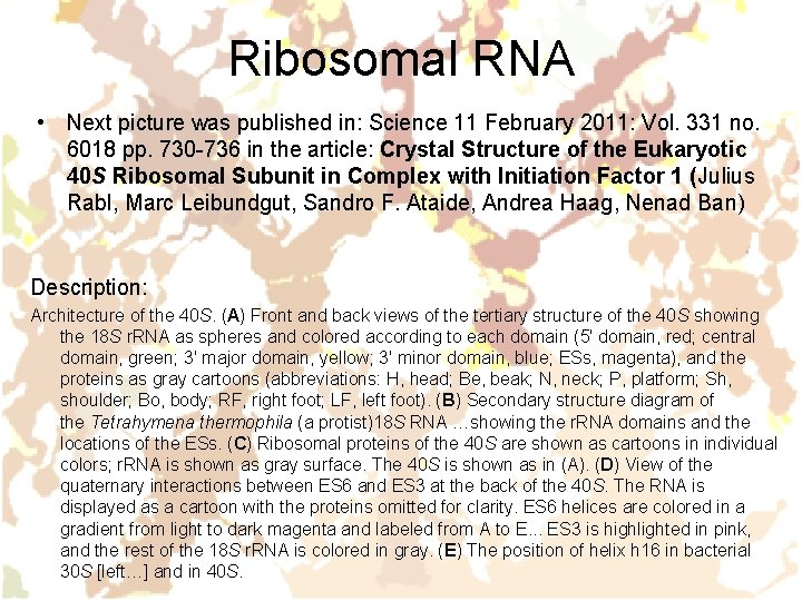 Ribosomal RNA • Next picture was published in: Science 11 February 2011: Vol. 331