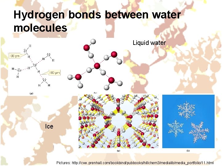 Hydrogen bonds between water molecules Liquid water Ice Pictures: http: //cwx. prenhall. com/bookbind/pubbooks/hillchem 3/medialib/media_portfolio/11.