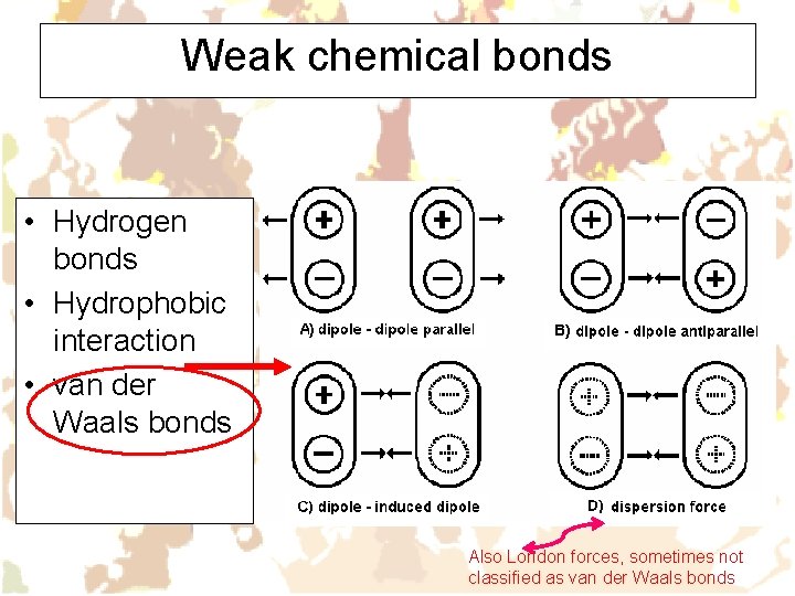 Weak chemical bonds • Hydrogen bonds • Hydrophobic interaction • van der Waals bonds