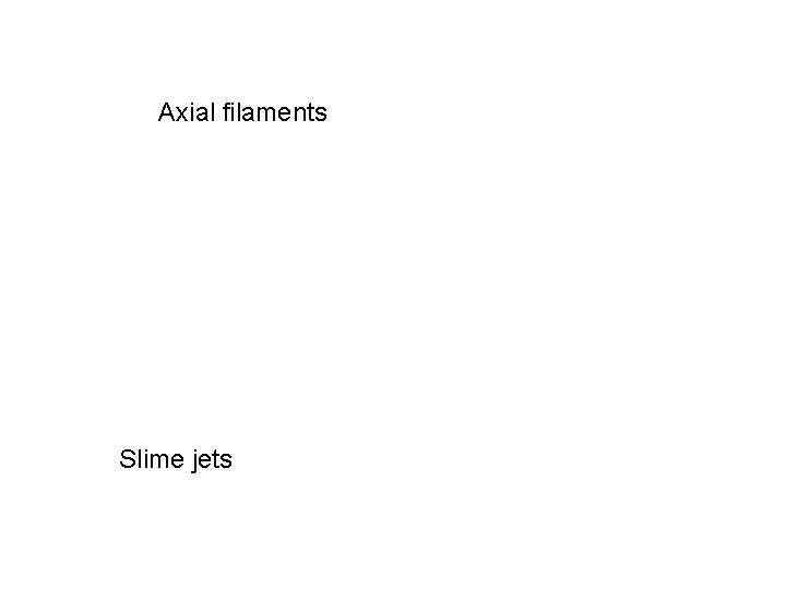 Axial filaments Slime jets 