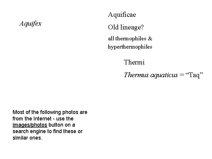 Aquificae Aquifex Old lineage? all thermophiles & hyperthermophiles Thermi Thermus aquaticus = “Taq” Most