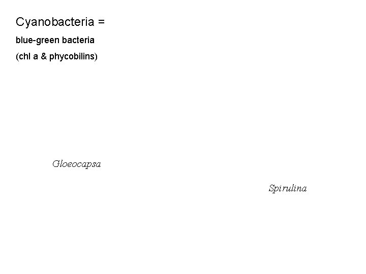 Cyanobacteria = blue-green bacteria (chl a & phycobilins) Gloeocapsa Spirulina 