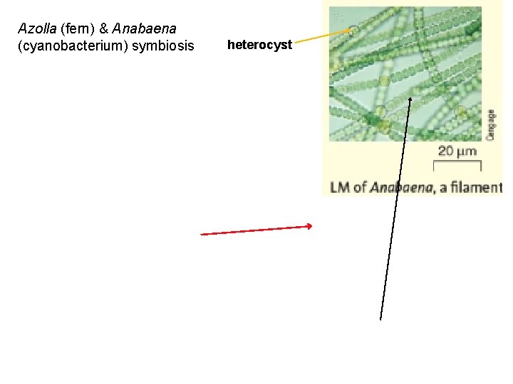 Azolla (fern) & Anabaena (cyanobacterium) symbiosis heterocyst 