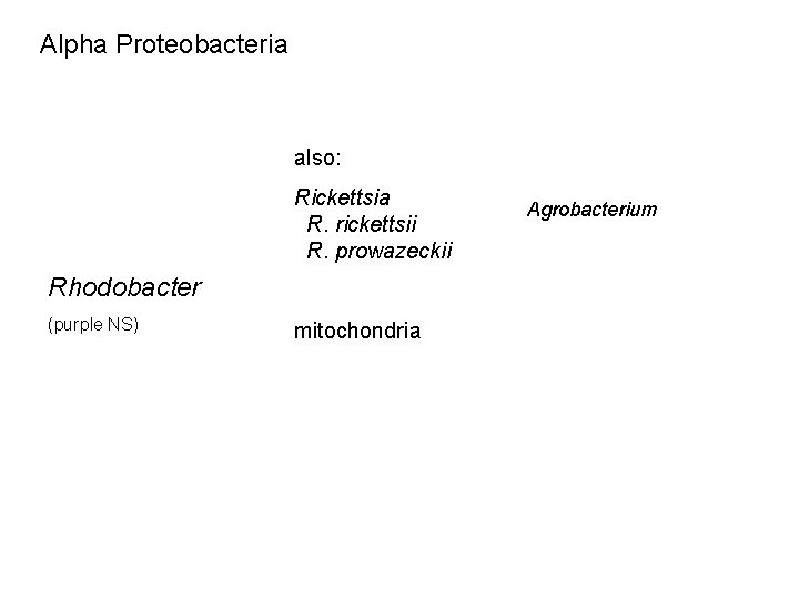 Alpha Proteobacteria also: Rickettsia R. rickettsii R. prowazeckii Rhodobacter (purple NS) mitochondria Agrobacterium 