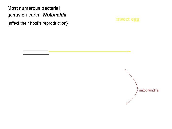 Most numerous bacterial genus on earth: Wolbachia (affect their host’s reproduction) insect egg mitochondria