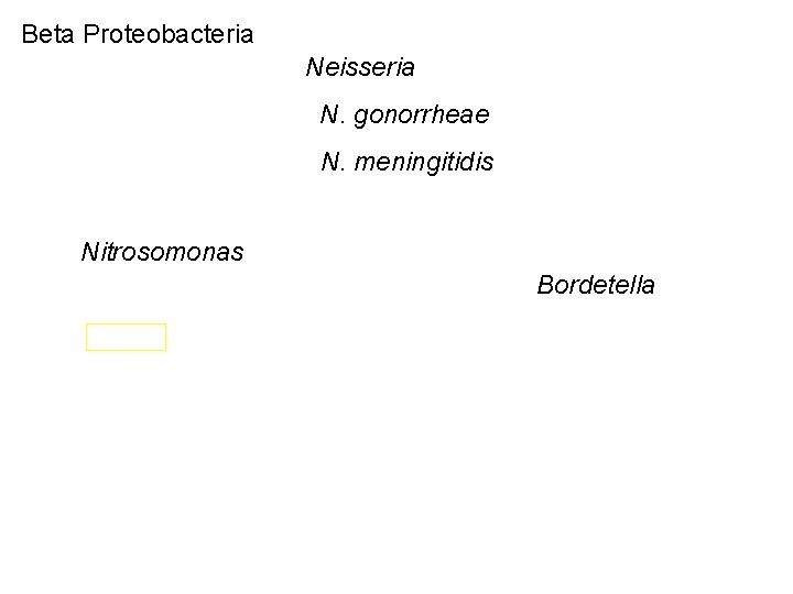 Beta Proteobacteria Neisseria N. gonorrheae N. meningitidis Nitrosomonas Bordetella 