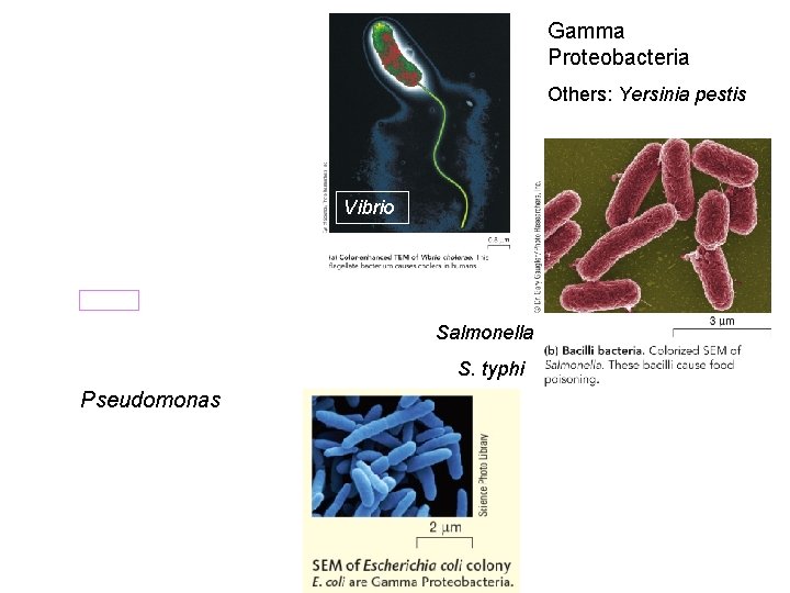 Gamma Proteobacteria Others: Yersinia pestis Vibrio Salmonella S. typhi Pseudomonas 