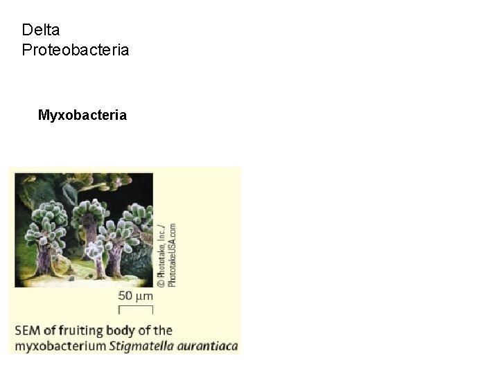 Delta Proteobacteria Myxobacteria 