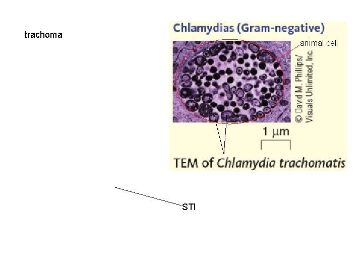trachoma animal cell STI 
