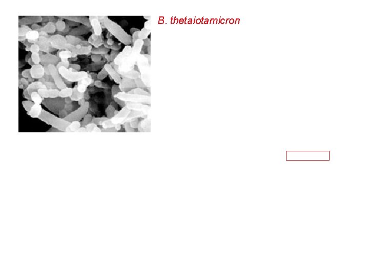 B. thetaiotamicron 