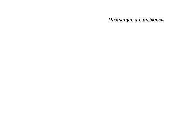 Ch 25 The Prokaryotes Bacteria Archaea Thiomargarita namibiensis