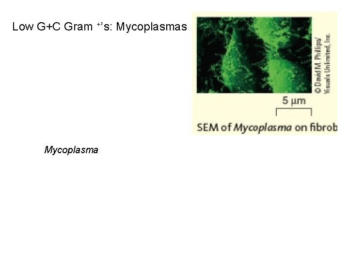 Low G+C Gram +’s: Mycoplasmas Mycoplasma 