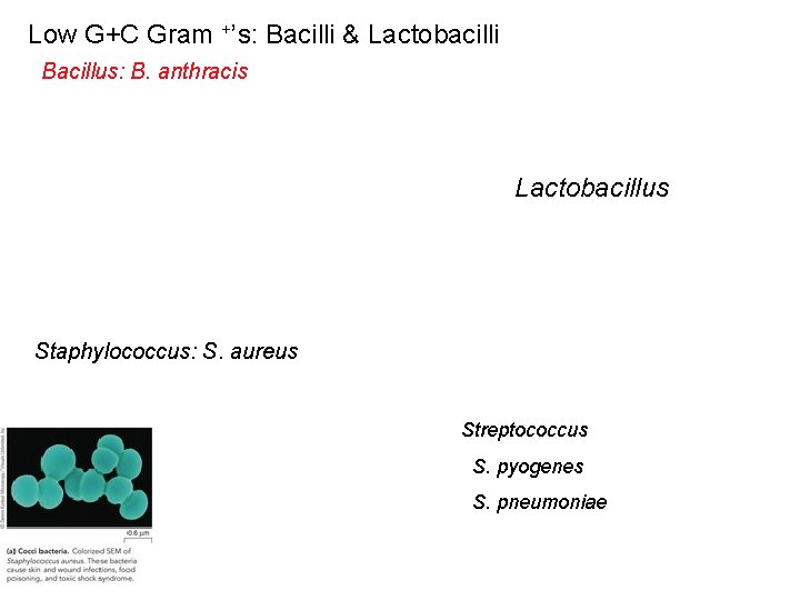 Low G+C Gram +’s: Bacilli & Lactobacilli Bacillus: B. anthracis Lactobacillus Staphylococcus: S. aureus