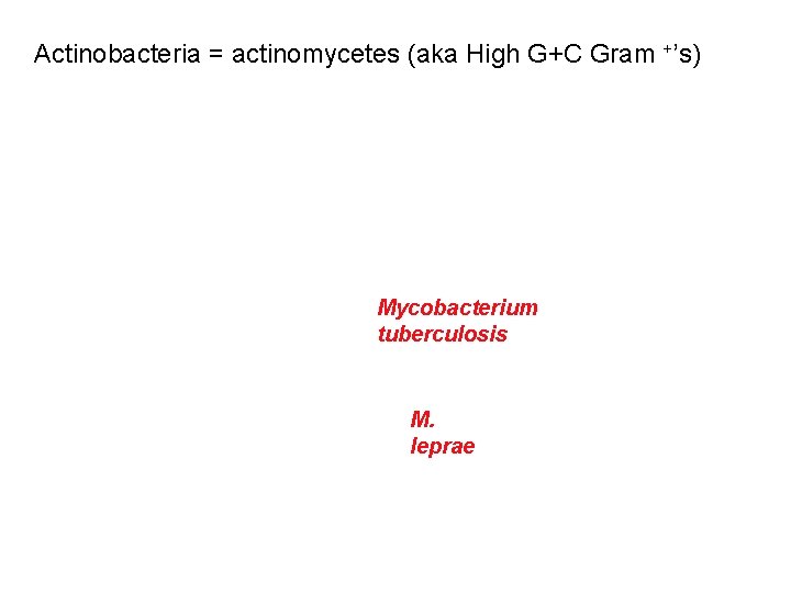 Actinobacteria = actinomycetes (aka High G+C Gram +’s) Mycobacterium tuberculosis M. leprae 